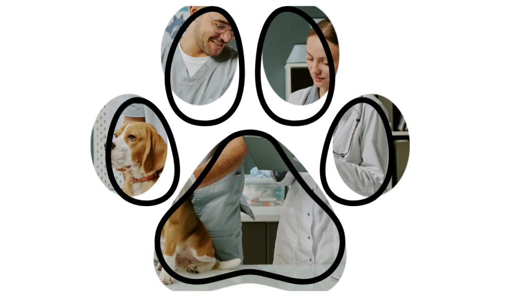 Dog wellness exam at vet near me in Livermore