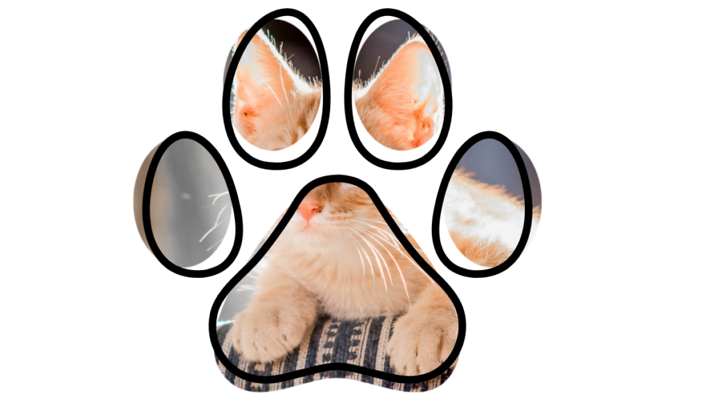 Cat preventive care at Livermore vet near me