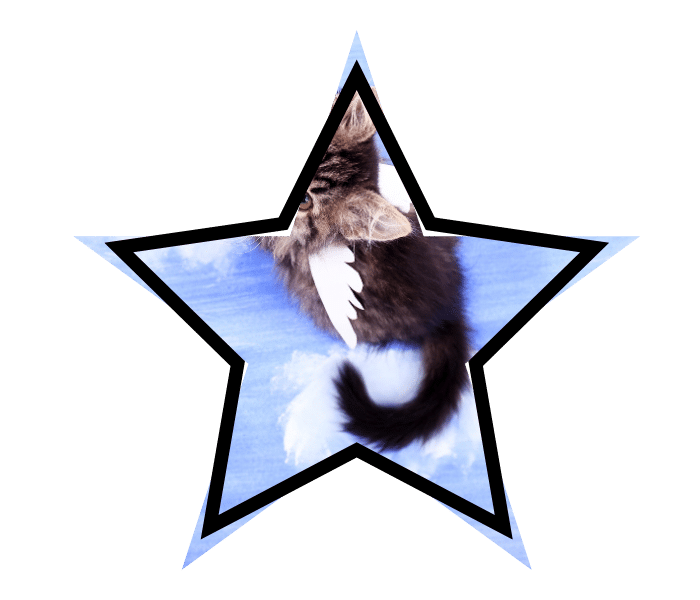 Cat with wings representing pet health myths in Livermore, CA