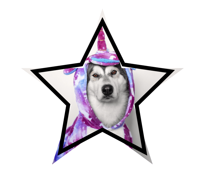 Dog wearing a unicorn costume promoting fact-based animal care in Livermore, CA at Del Valle Pet Hospital