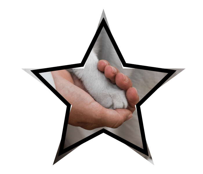 Person holding a cat's paw during a visit to Del Valle Pet Hospital providing animal care in Livermore, CA