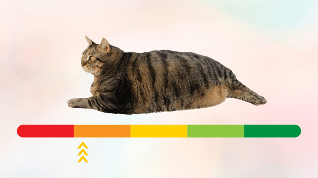 Scale of green to red for weight with an overweight cat above the sliding scale