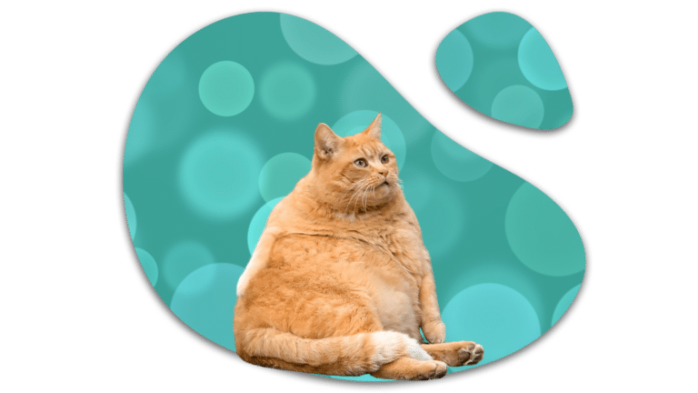 Overweight orange cat representing feline weight concerns at Del Valle Pet Hospital in Livermore, CA