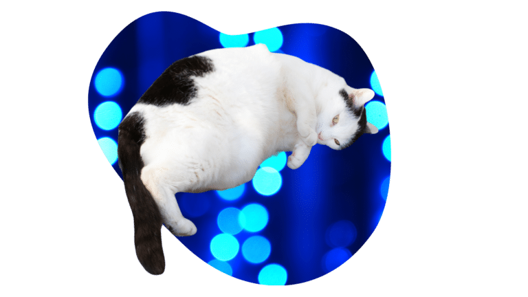 Overweight black and white cat representing weight management at Del Valle Pet Hospital in Livermore, CA
